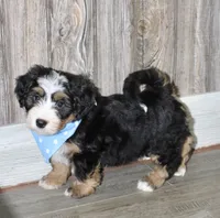 Loki, a male Miniature Bernedoodle for sale in Ashland, OH – 3 of 5