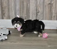 Lambie, a female Miniature Bernedoodle for sale in Ashland, OH – 2 of 4