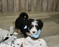 Loki, a male Miniature Bernedoodle for sale in Ashland, OH – 2 of 5