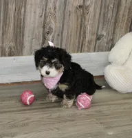 Lambie, a female Miniature Bernedoodle for sale in Ashland, OH – 3 of 4