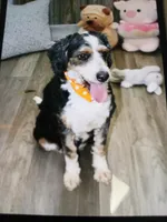 Sunset  is Bred, a female Miniature Bernedoodle for sale in Ashland, OH – 2 of 3