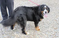 Spring A.K.C. Reg. Gen. Clear, a female Bernese Mountain Dog for sale in Ashland, OH – 3 of 4