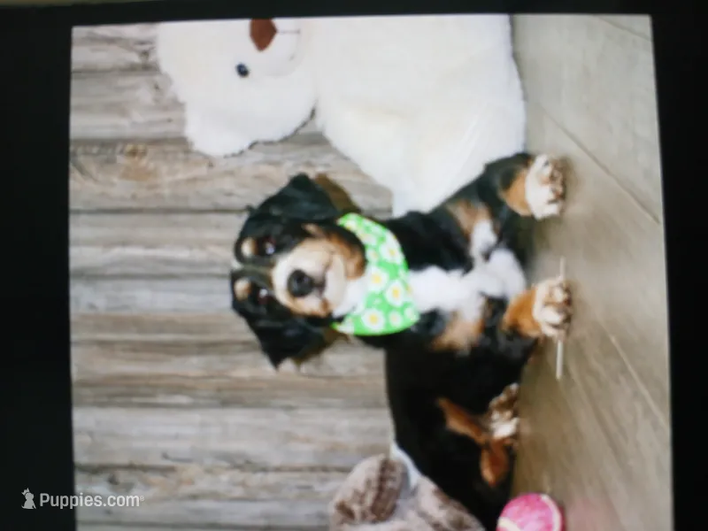 Sunset  is Bred – Miniature Bernedoodle puppy for sale in Ashland, OH