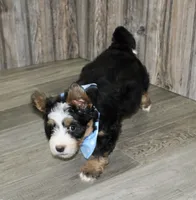 Loki, a male Miniature Bernedoodle for sale in Ashland, OH – 5 of 5