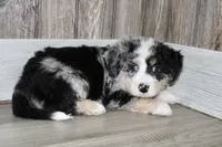 Leo, a male Miniature Bernedoodle for sale in Ashland, OH – 4 of 4