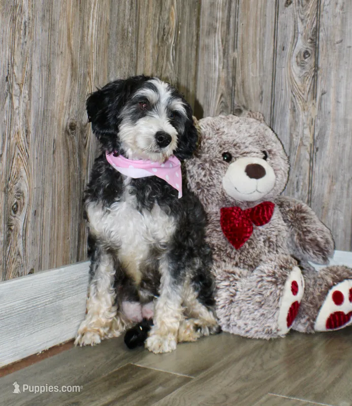 Suki – Miniature Bernedoodle puppy for sale in Ashland, OH