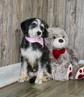 Suki, a female Miniature Bernedoodle for sale in Ashland, OH – 1 of 4