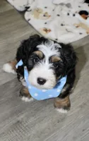 Loki, a male Miniature Bernedoodle for sale in Ashland, OH – 1 of 5