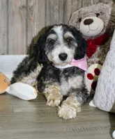 Suki, a female Miniature Bernedoodle for sale in Ashland, OH – 4 of 4