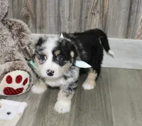 Leo, a male Miniature Bernedoodle for sale in Ashland, OH – 2 of 4