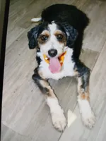 Sunset  is Bred, a female Miniature Bernedoodle for sale in Ashland, OH – 3 of 3
