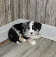 Leo, a male Miniature Bernedoodle for sale in Ashland, OH – 1 of 4
