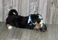 Loki, a male Miniature Bernedoodle for sale in Ashland, OH – 4 of 5