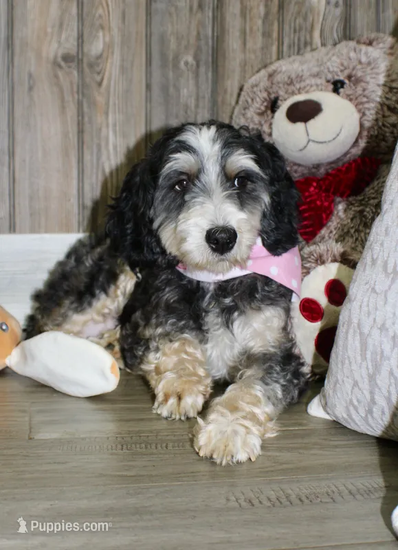 Suki – Miniature Bernedoodle puppy for sale in Ashland, OH