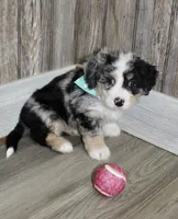 Leo, a male Miniature Bernedoodle for sale in Ashland, OH – 3 of 4
