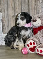 Suki, a female Miniature Bernedoodle for sale in Ashland, OH – 3 of 4