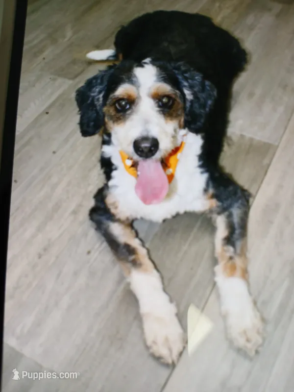 Sunset  is Bred – Miniature Bernedoodle puppy for sale in Ashland, OH