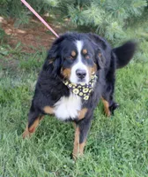 Spring A.K.C. Reg. Gen. Clear, a female Bernese Mountain Dog for sale in Ashland, OH – 2 of 4