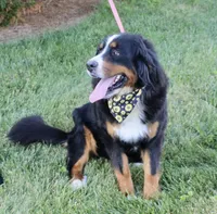 Spring A.K.C. Reg. Gen. Clear, a female Bernese Mountain Dog for sale in Ashland, OH – 4 of 4