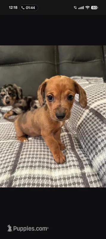 AKC short hair dapple – Miniature Dachshund puppy for sale in Lansing, KS