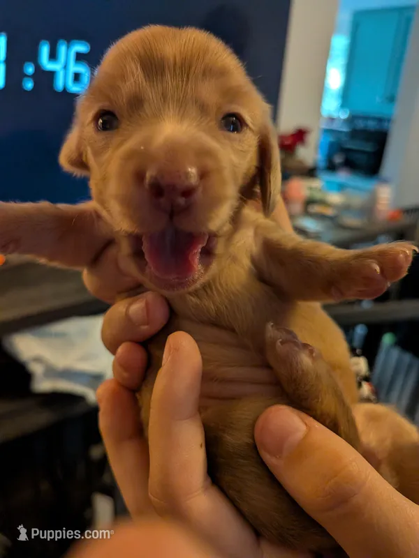 Sauerkraut long cream dapple AKC – Miniature Dachshund puppy for sale in Lansing, KS