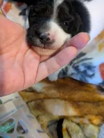 Jasper AKC LONG, a male Miniature Dachshund for sale in Lansing, KS – Photo 2 of 3