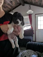Jasper AKC LONG dapple piebald, a male Miniature Dachshund for sale in Lansing, KS – Photo 5 of 5