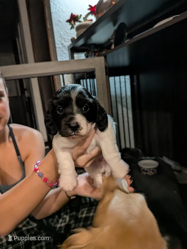 Jasper AKC LONG – Miniature Dachshund puppy for sale in Lansing, KS