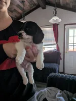 Jasper AKC LONG dapple piebald, a male Miniature Dachshund for sale in Lansing, KS – Photo 4 of 5