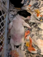 Jasper AKC LONG, a male Miniature Dachshund for sale in Lansing, KS – Photo 3 of 3