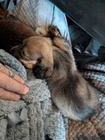 Milka long hair Fawn sable AKC, a female Miniature Dachshund for sale in Lansing, KS – 6 of 7