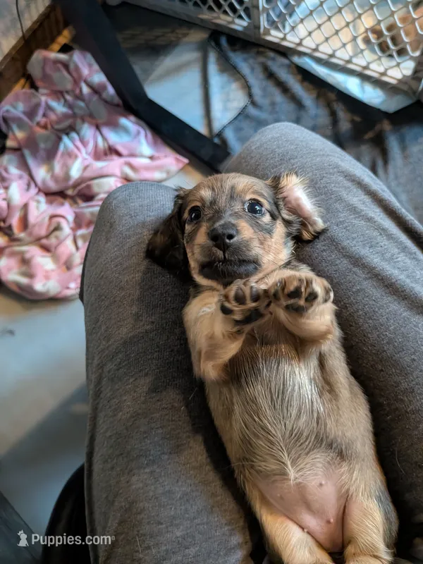 Milka long brown and tan AKC – Miniature Dachshund puppy for sale in Lansing, KS