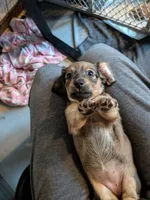 Milka long hair Fawn sable AKC, a female Miniature Dachshund for sale in Lansing, KS – 2 of 7