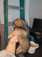 Milka long hair Fawn sable AKC, a female Miniature Dachshund for sale in Lansing, KS – 7 of 7