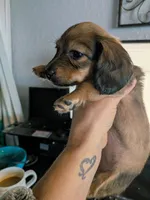 Milka long hair Fawn sable AKC, a female Miniature Dachshund for sale in Lansing, KS – 1 of 7