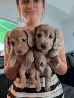 Fawn Isabella chocolate dapple AKC, a male Miniature Dachshund for sale in Lansing, KS – 2 of 7
