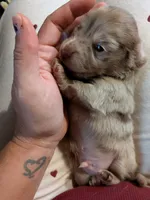 Schnitzel long hair chocolate dapple AKC, a male Miniature Dachshund for sale in Lansing, KS – 1 of 5