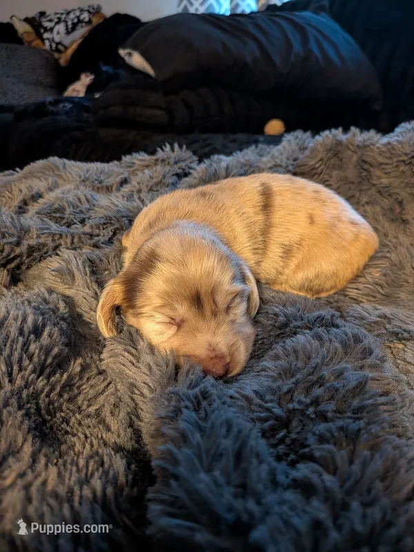 Schnitzel long hair dapple AKC – Miniature Dachshund puppy for sale in Lansing, KS