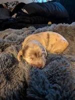 Schnitzel long hair chocolate dapple AKC, a male Miniature Dachshund for sale in Lansing, KS – 2 of 5