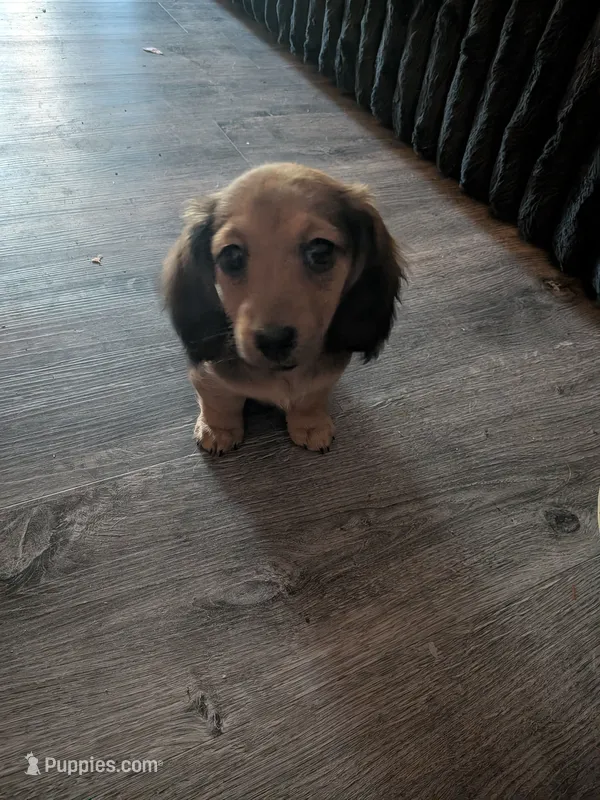 Shaded red long hair AKC – Miniature Dachshund puppy for sale in Lansing, KS