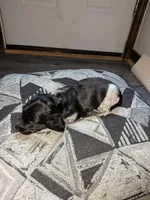 Mooney AKC long, a male Miniature Dachshund for sale in Lansing, KS – Photo 3 of 3