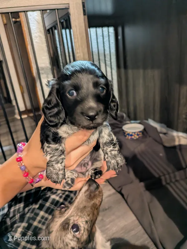 Mooney AKC long – Miniature Dachshund puppy for sale in Lansing, KS