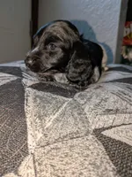 Mooney AKC long, a male Miniature Dachshund for sale in Lansing, KS – Photo 2 of 3