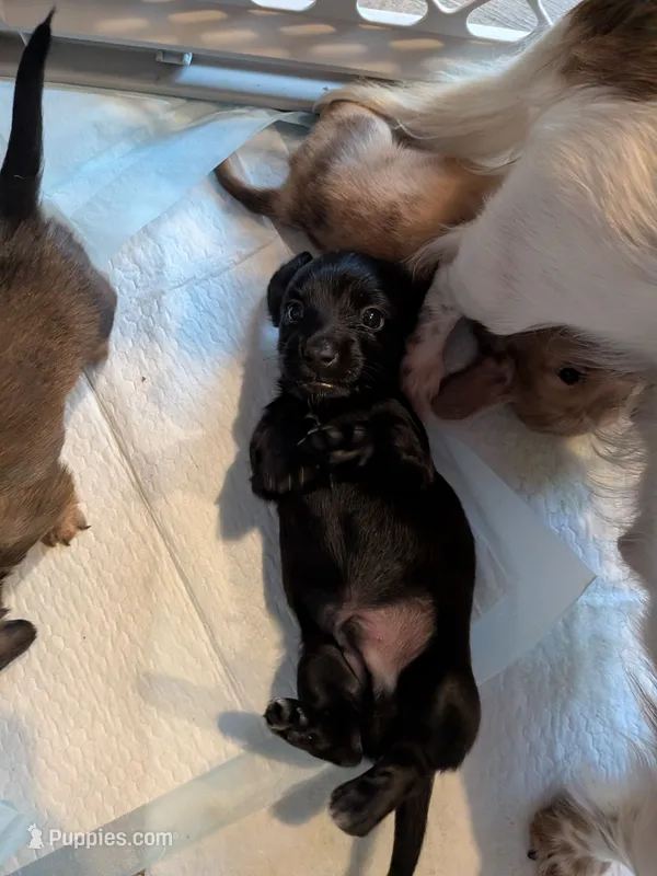 Guinness black long hair AKC – Miniature Dachshund puppy for sale in Lansing, KS