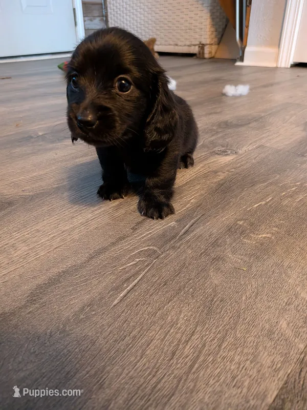 Munich  black Long hair AKC – Miniature Dachshund puppy on hold in Lansing, KS