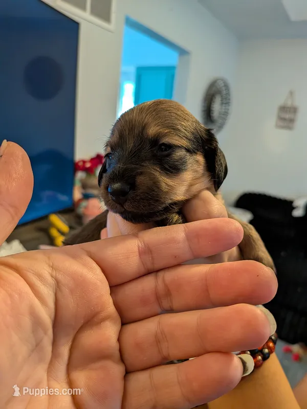 Milka long brown and tan AKC – Miniature Dachshund puppy for sale in Lansing, KS