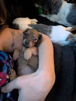 Milka long hair Fawn sable AKC, a female Miniature Dachshund for sale in Lansing, KS – 3 of 7