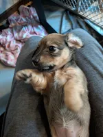 Milka long hair Fawn sable AKC, a female Miniature Dachshund for sale in Lansing, KS – 5 of 7