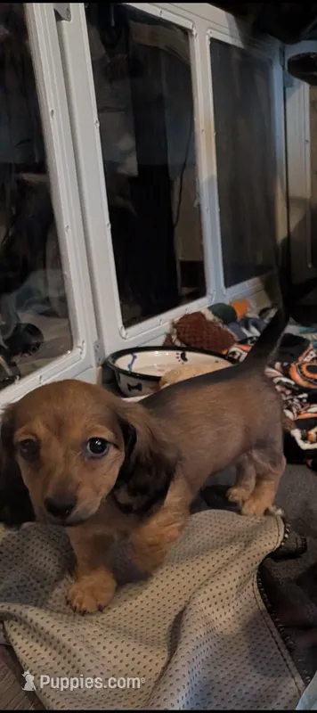 Shaded red long hair AKC – Miniature Dachshund puppy for sale in Lansing, KS