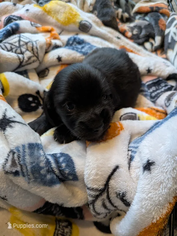 Munich  black Long hair AKC – Miniature Dachshund puppy for sale in Lansing, KS